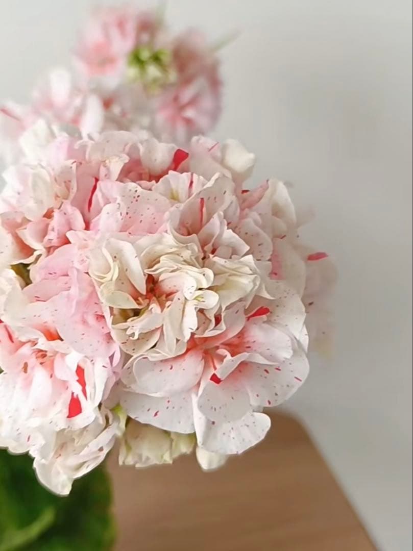 新品種激レア品種ゼラニウム中苗　希少品種ゼラニウム苗　絞り咲ゼラニウムSK01