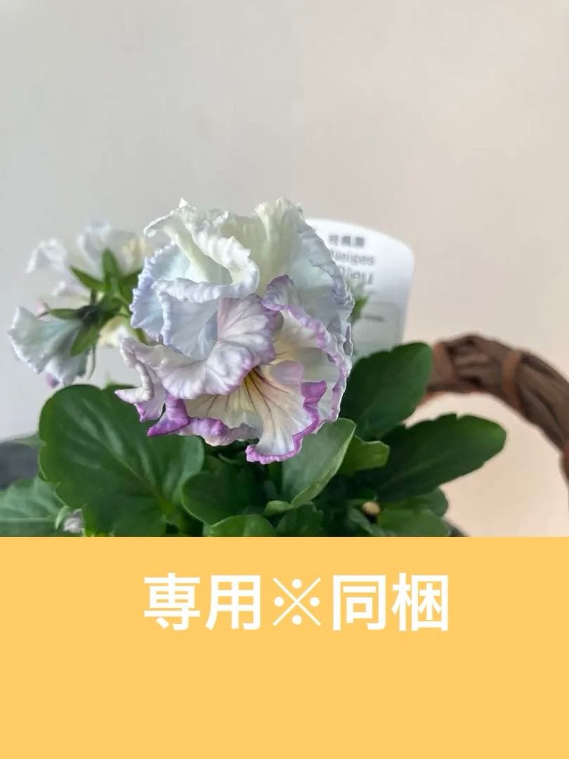 フェデネージュ　モネブルー①ポット苗、 その他