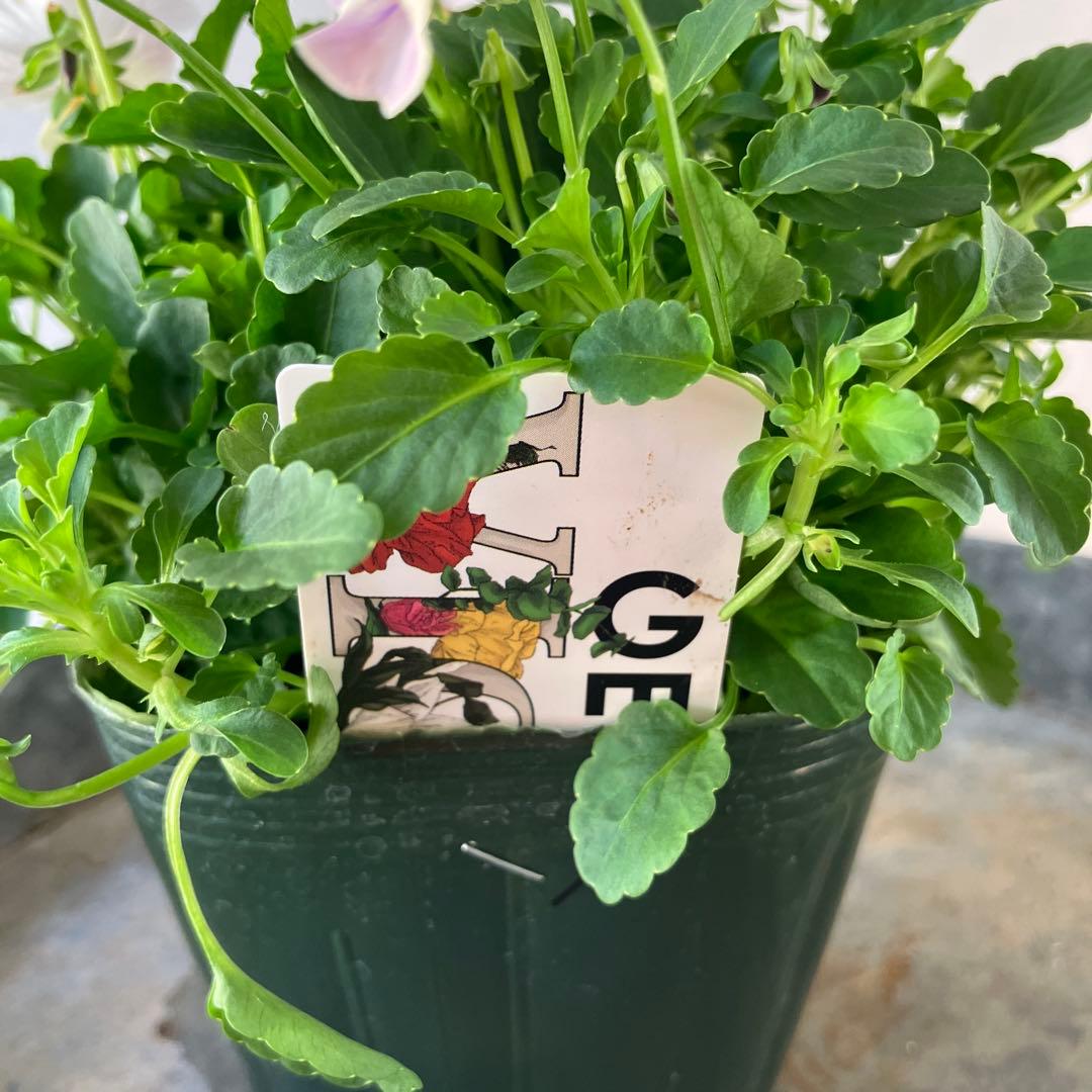 フェデネージュ　モネブルー①ポット苗、 その他