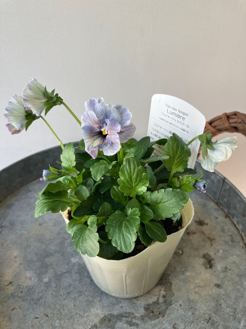 フェデネージュ　モネブルー①ポット苗、 その他