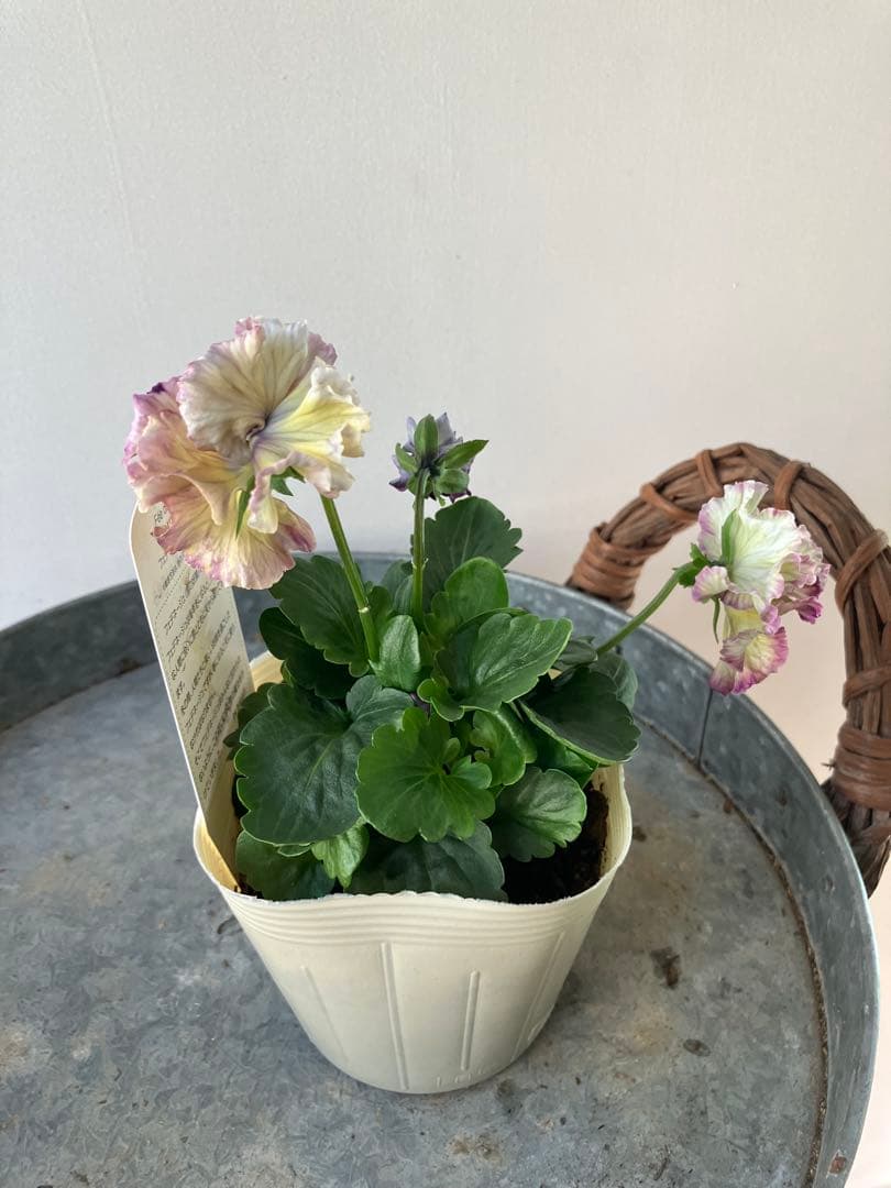 フェデネージュ　モネブルー①ポット苗、 その他