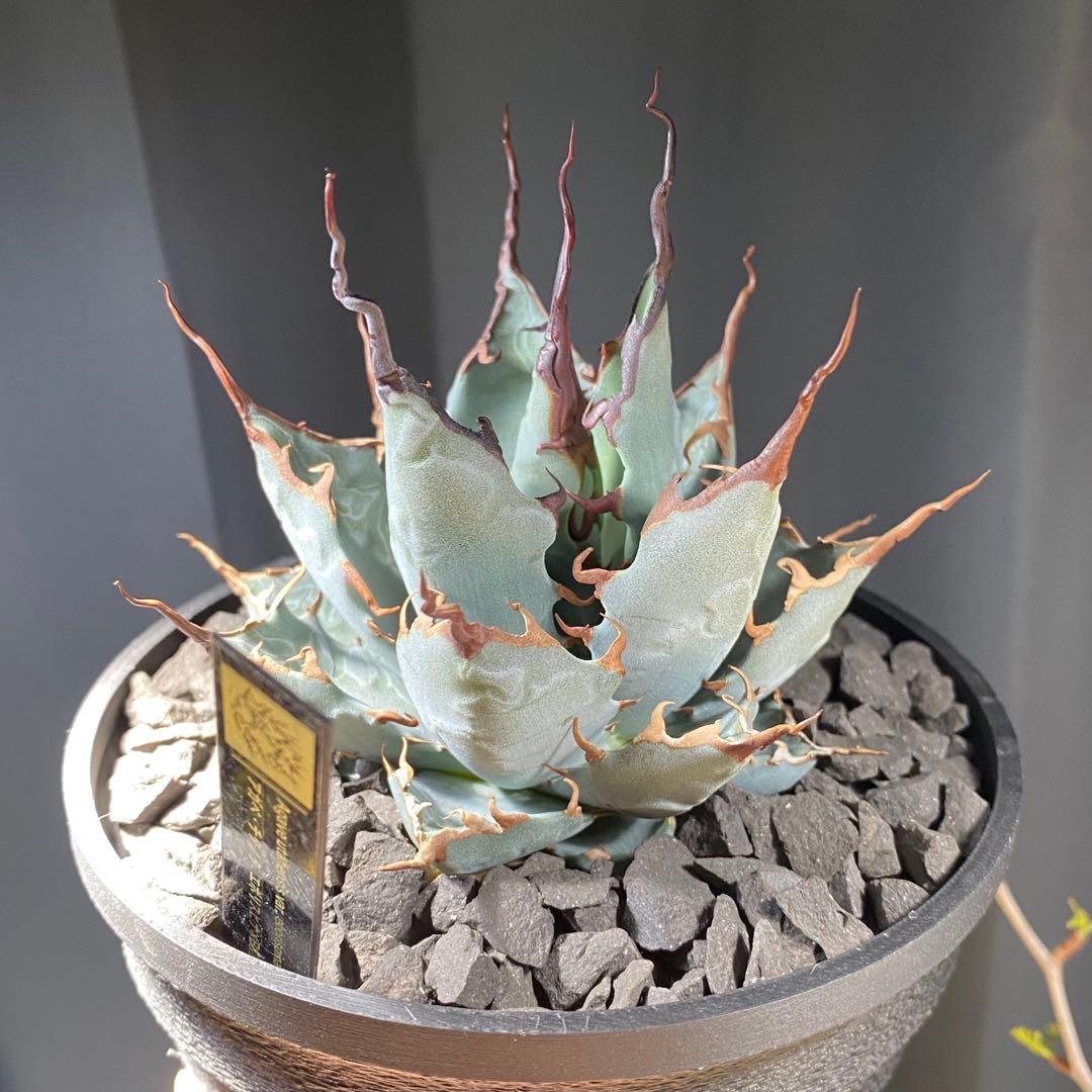 【陽炎選抜株】エボリスピナ×BBハイブリッド 実生選抜株