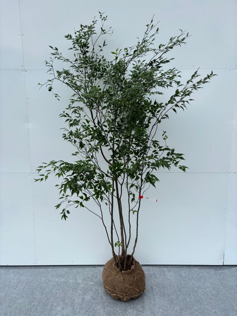 美しい樹形が魅力的 山採り ハイノキ 株立 641 樹高2.0m位 高級樹