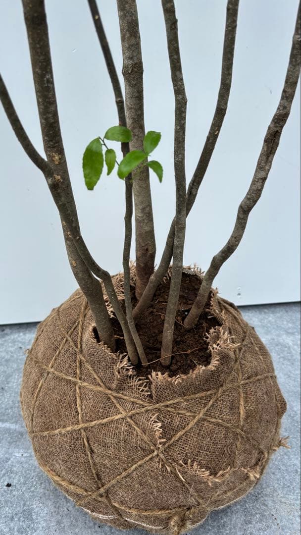 美しい樹形が魅力的 山採り ハイノキ 株立 641 樹高2.0m位 高級樹