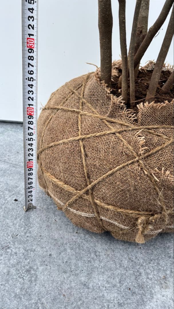 美しい樹形が魅力的 山採り ハイノキ 株立 641 樹高2.0m位 高級樹