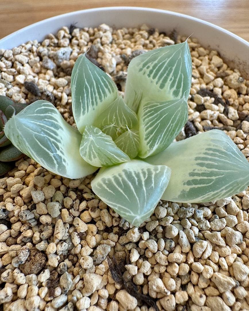 ハオルチア　白蛇伝　抜き苗