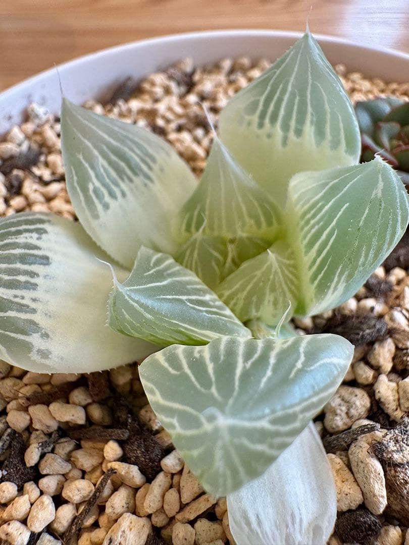 ハオルチア　白蛇伝　抜き苗