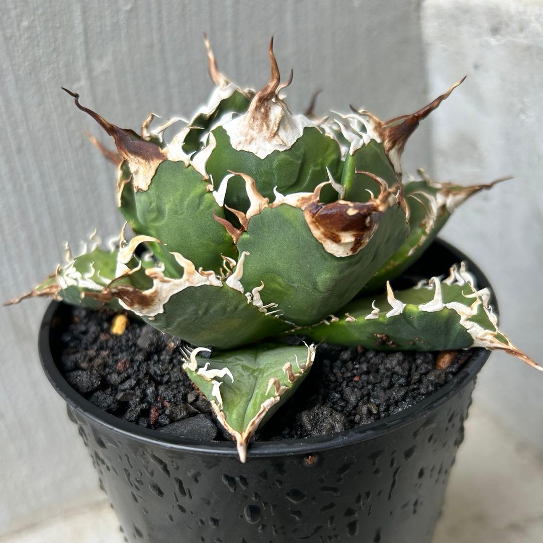 【子株】 アガベ チタノタ レジェンド ロウルサンコ産