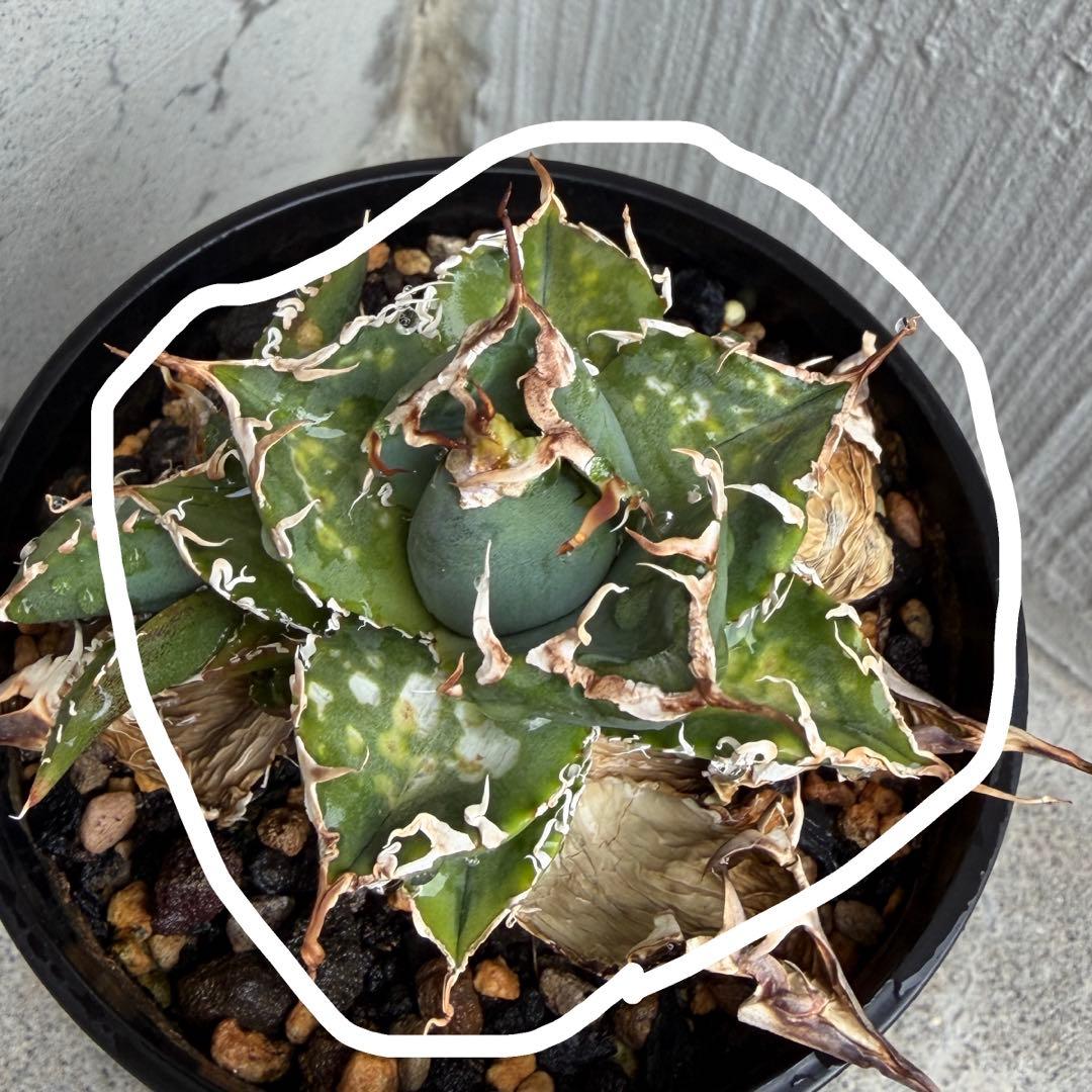 【子株】 アガベ チタノタ レジェンド ロウルサンコ産