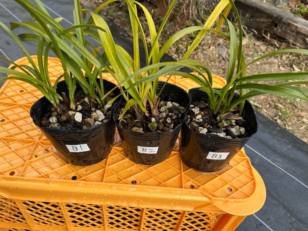 ⭐️キンリョウヘン３ポットＢセット　 新芽あり。（花芽か不明、花色→赤または黄）