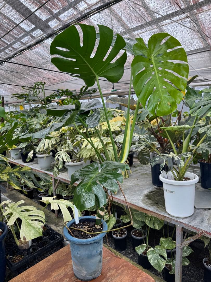 巨大サイズ　モンステラ・デリシオーサ　幹上がり株　存在感抜群！