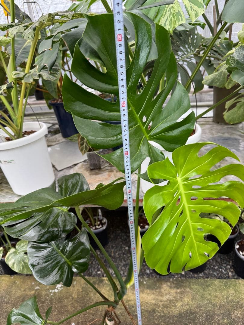 巨大サイズ　モンステラ・デリシオーサ　幹上がり株　存在感抜群！