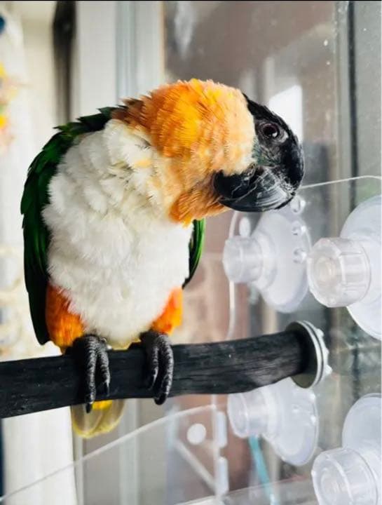 アクリル板止まり木セット 小型 中型 大型インコ兼用 風呂場 車窓 備長炭