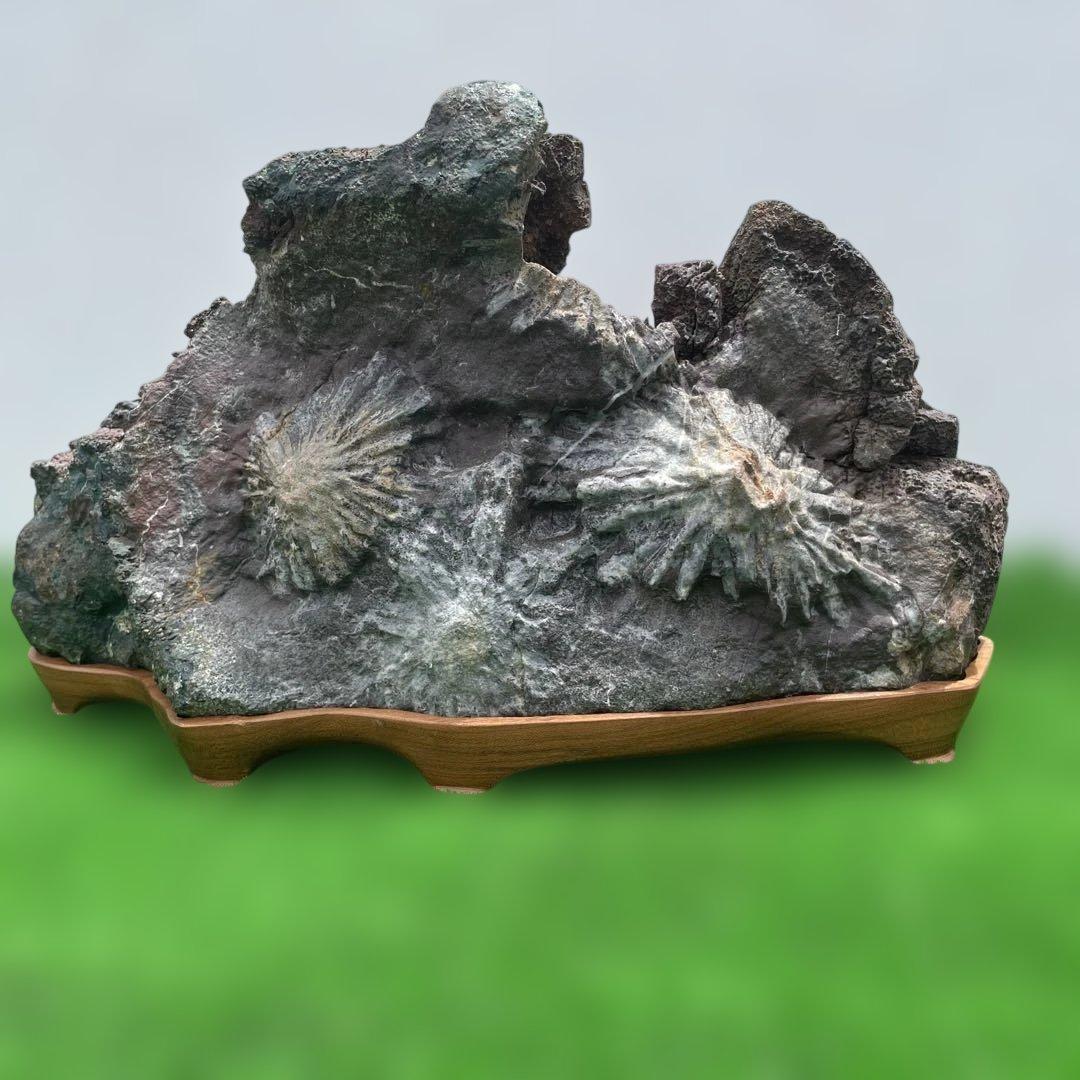 菊花石天然石 木製台座付き