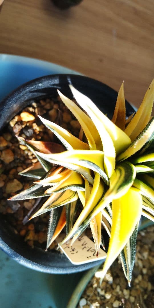 ハオルチア 五重塔 錦