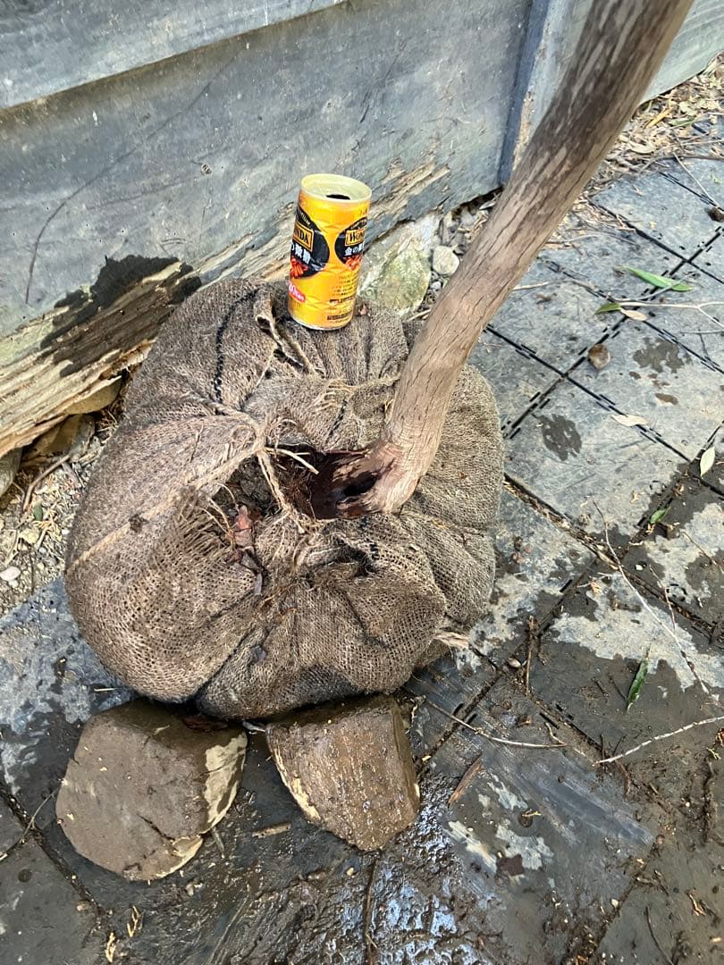 山採り　ネジキ