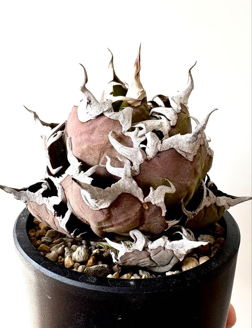 【SSS級、希少株】アガベ　チタノタ　シーザー　凱撒　陽炎　うねり