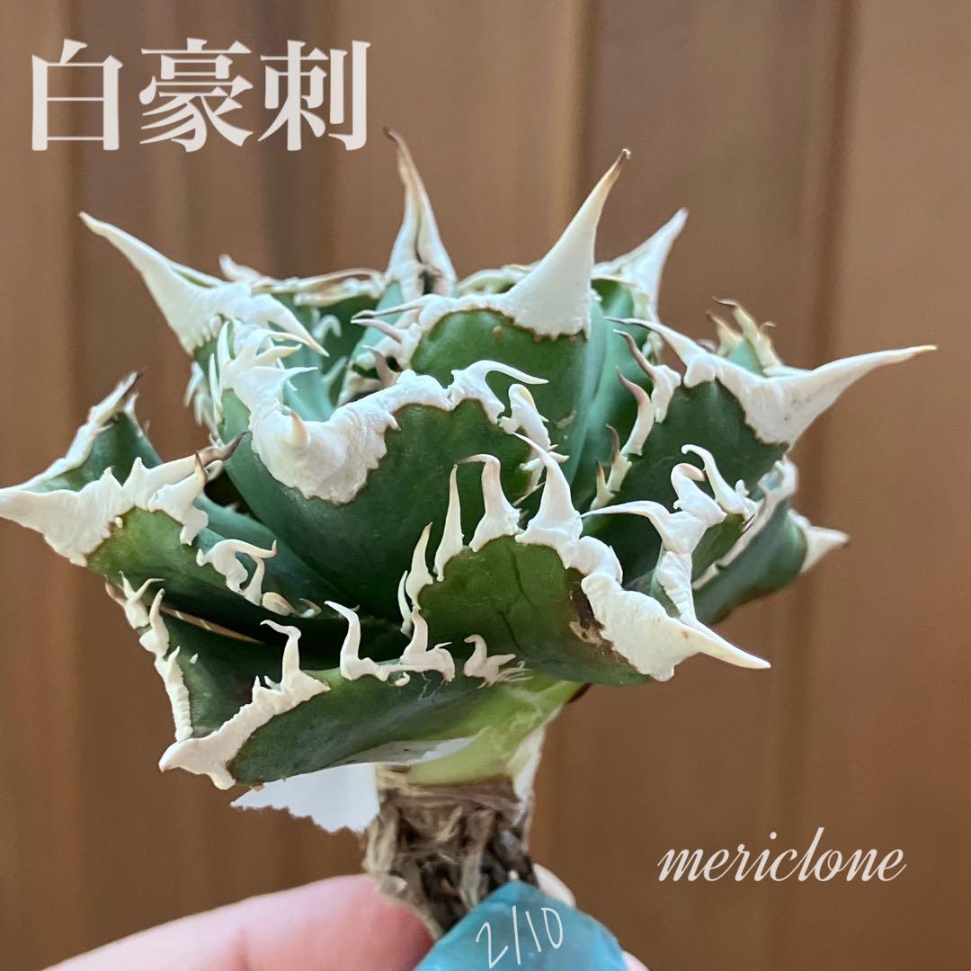 【オークション】13 ラスト1株　優秀　アガべ　白豪刺　白豪棘　TC 訳あり