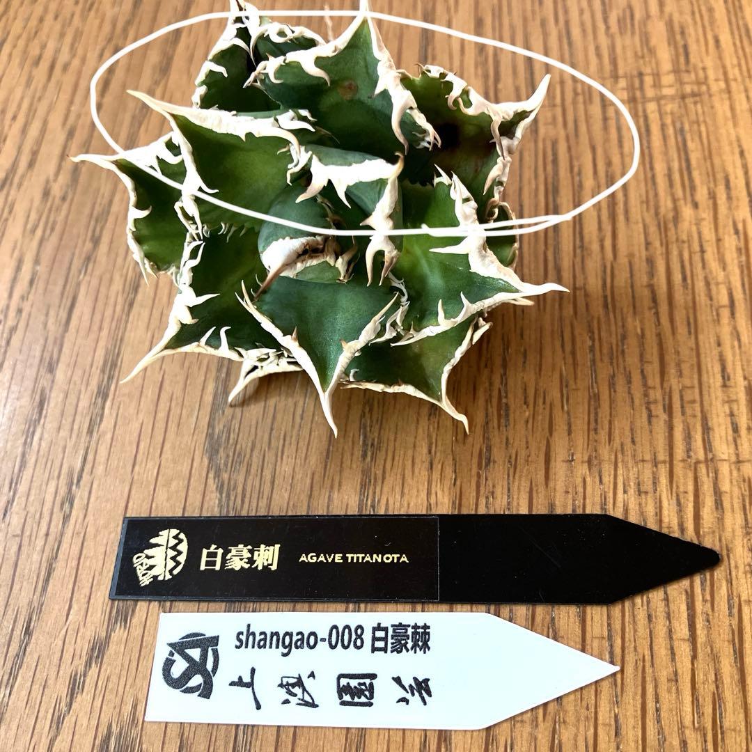 【オークション】13 ラスト1株　優秀　アガべ　白豪刺　白豪棘　TC 訳あり