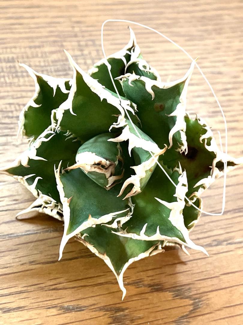 【オークション】13 ラスト1株　優秀　アガべ　白豪刺　白豪棘　TC 訳あり