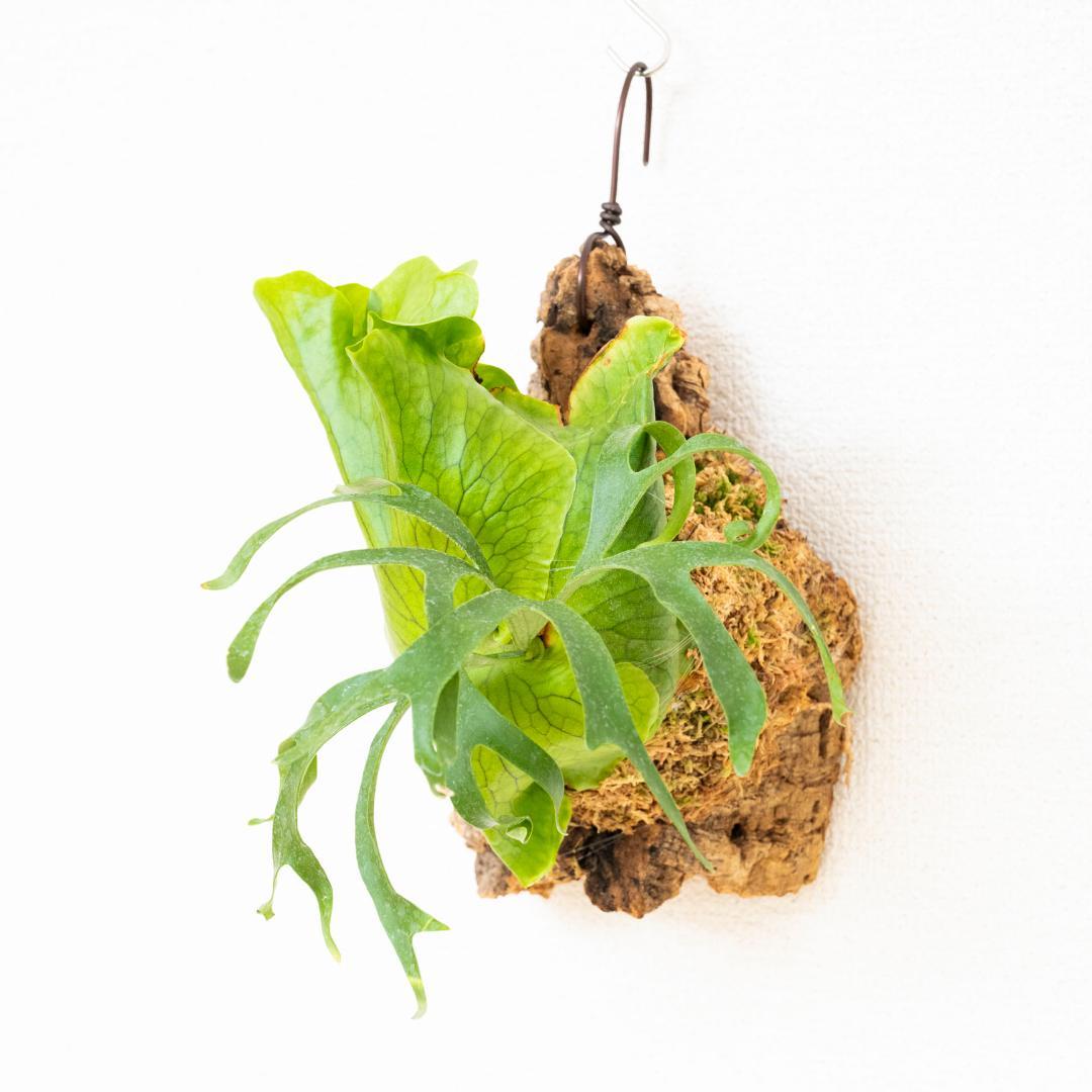 【メルカリ便】ビカクシダ　コロナリウム(フィリピネス) コルク付け3