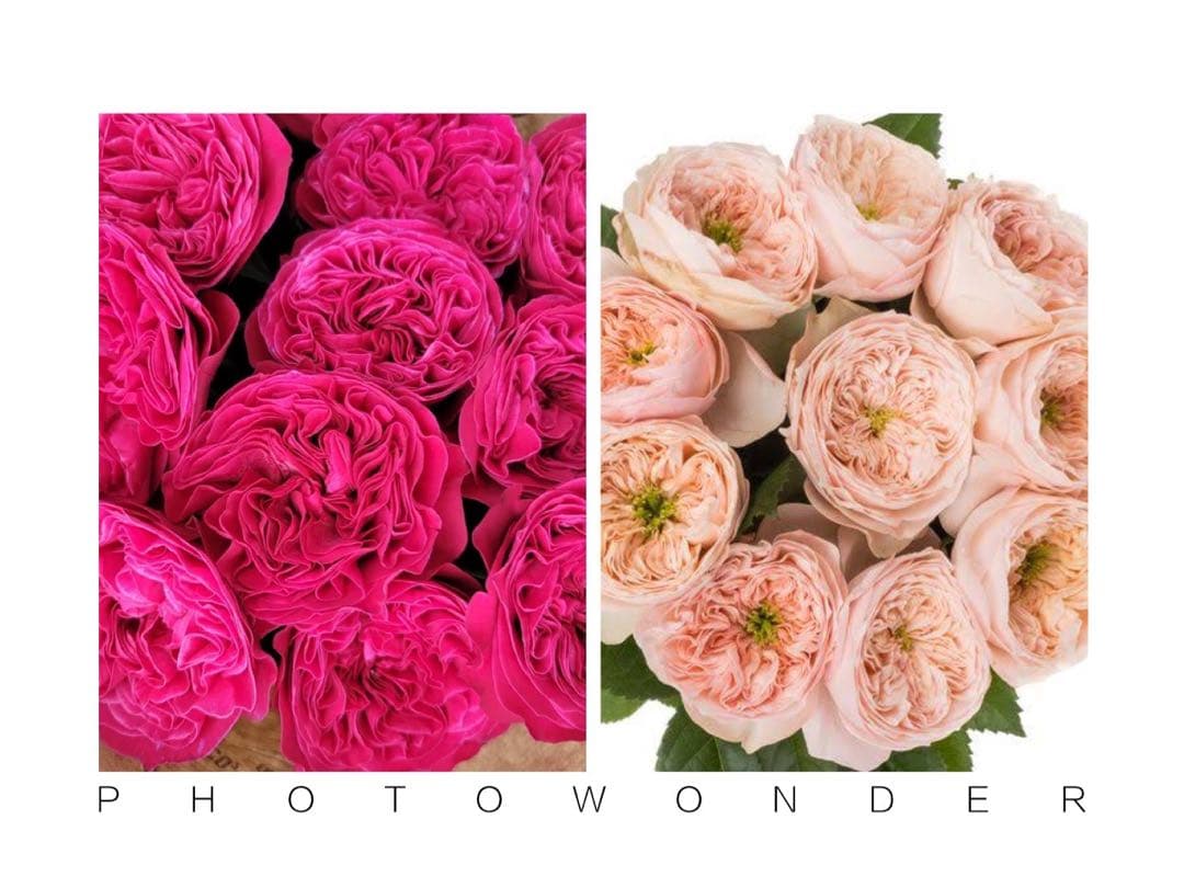 「ミシン」切り花品種バラ苗 2点