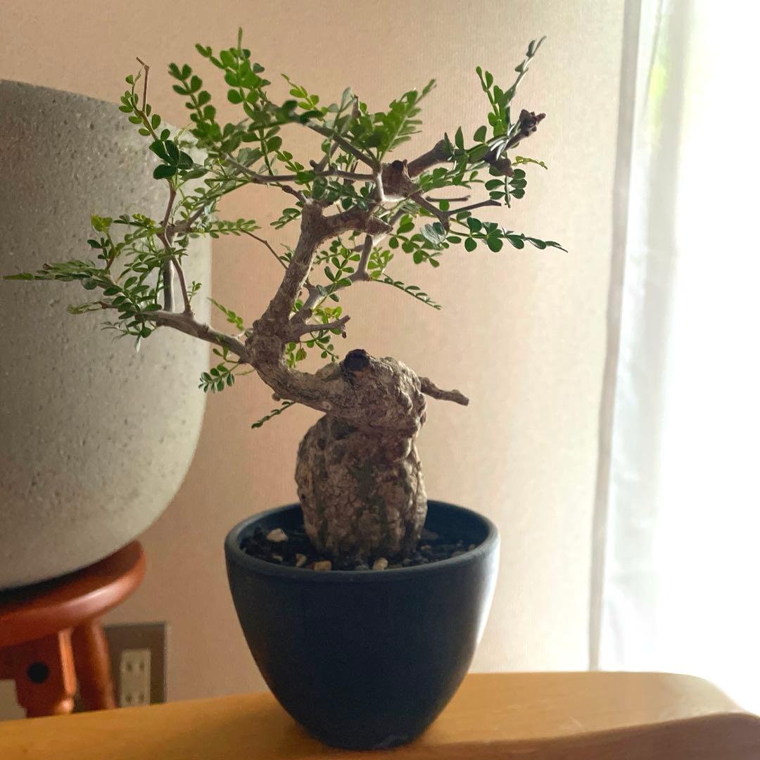 オペルクリカリア パキプス　現地球　発根済み