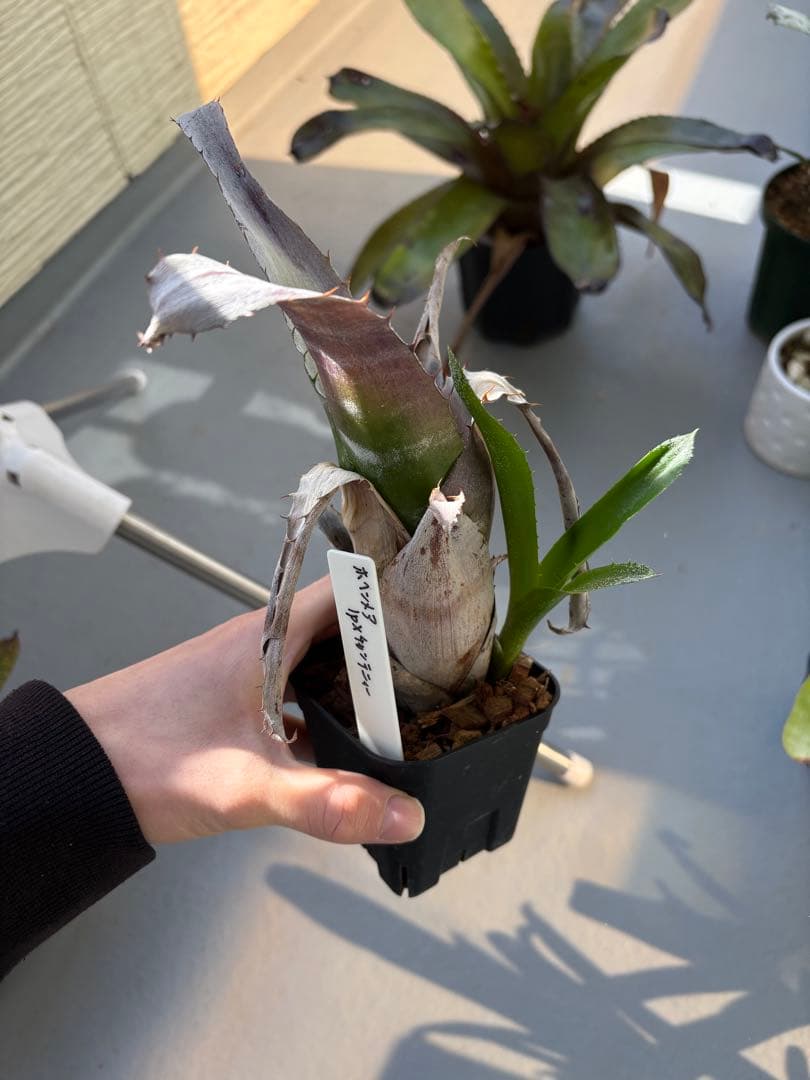 お得6株セット　タンクブロメリア