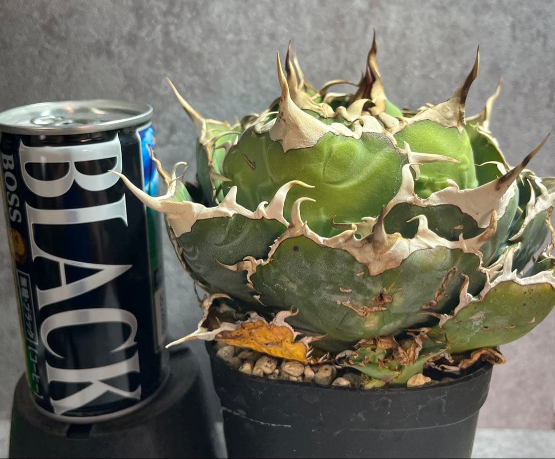 アガベ　チタノタ　白鯨　ボール形　美株　人気　タグ付き　【17】