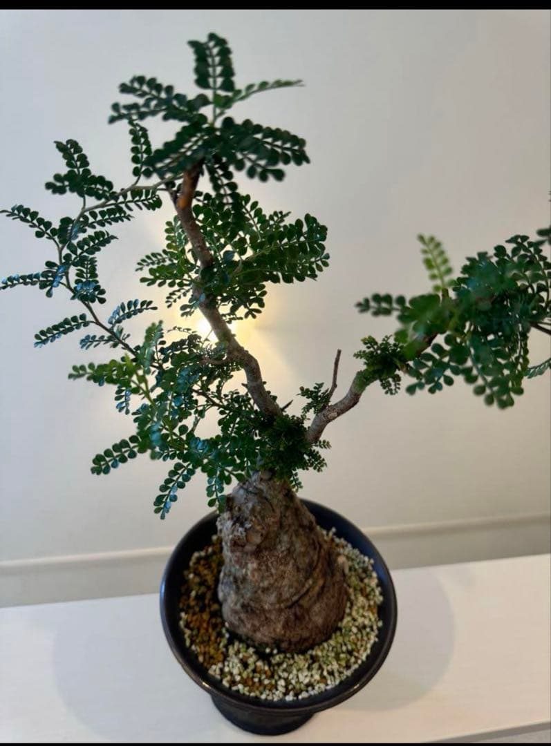 オペルクリカリア パキプス 発根済みです！