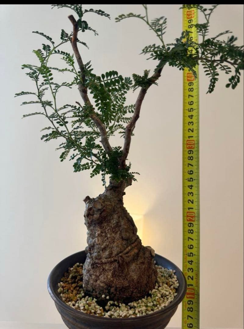 オペルクリカリア パキプス 発根済みです！