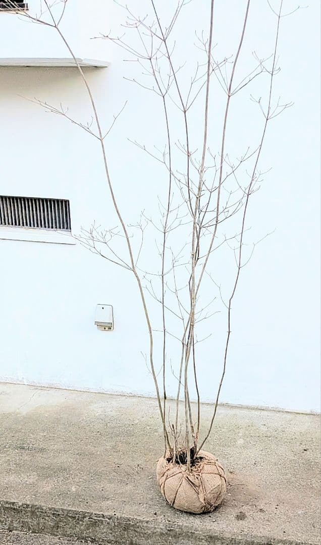 正真正銘。山採りドウダンツツジ。