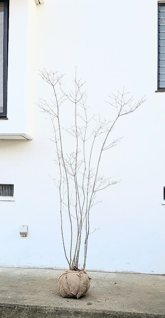 正真正銘。山採りドウダンツツジ。