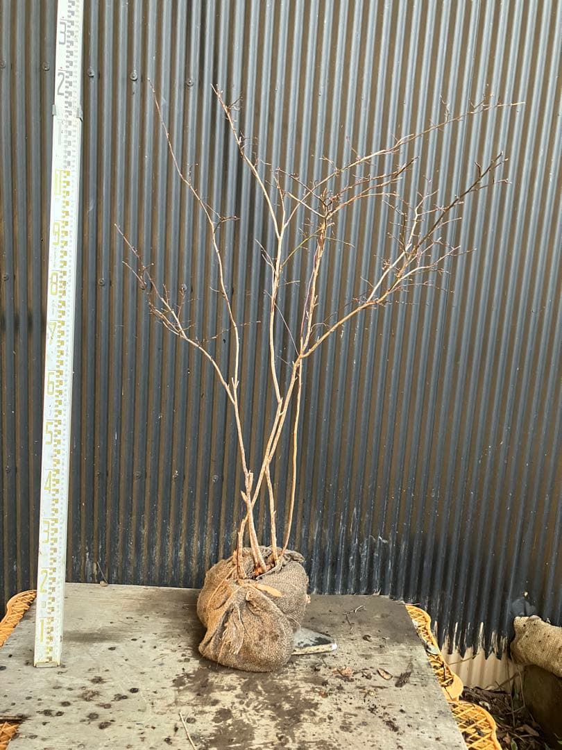 山採り　スノキ