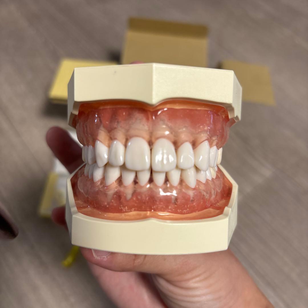 NISSIN 顎模型 実習用模型 歯科衛生士