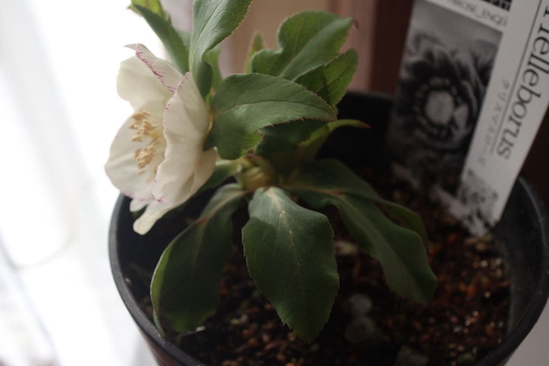 ♡広瀬園芸♡セミダブルカップ　ホワイトゴールド