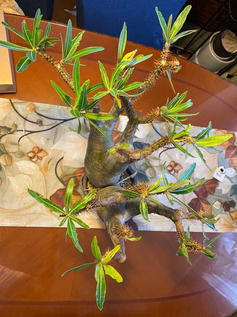 グラキリス多頭 大 現地球