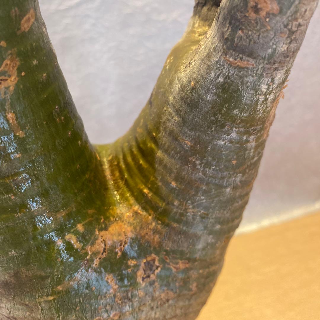 グラキリス多頭 大 現地球