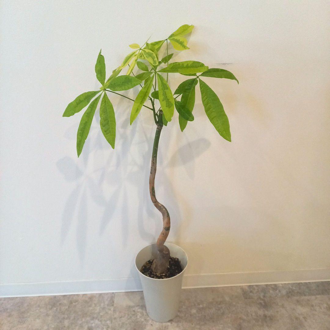 紅*椿様 超絶希少 パキラムーンライト 実生 幹太曲がり 極上斑入り