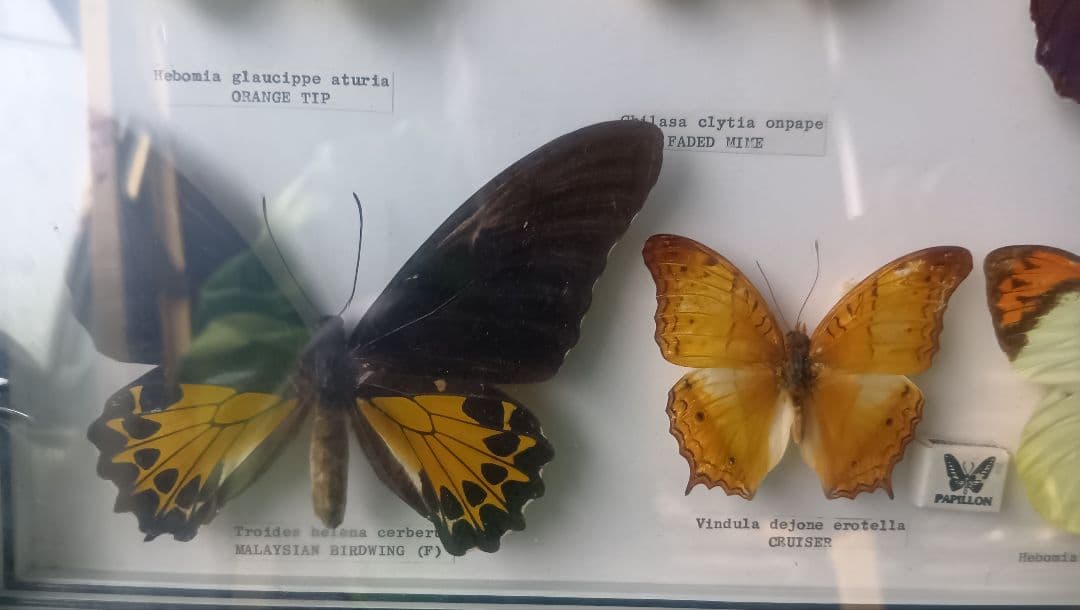 シンガポール 蝶標本 壁掛け用