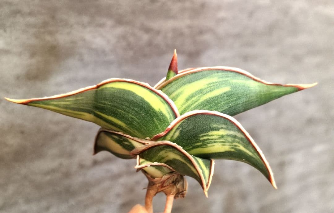 ③ サンスベリア　ロリダ　斑入り　極上輸入株　ロリダ斑入り