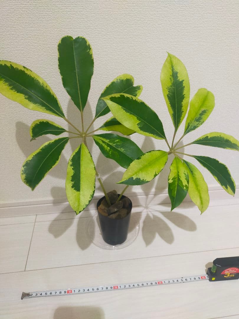 ツピタンサス　斑入り