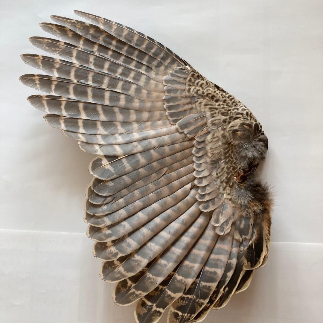 鳥の羽根　キジの翼と足
