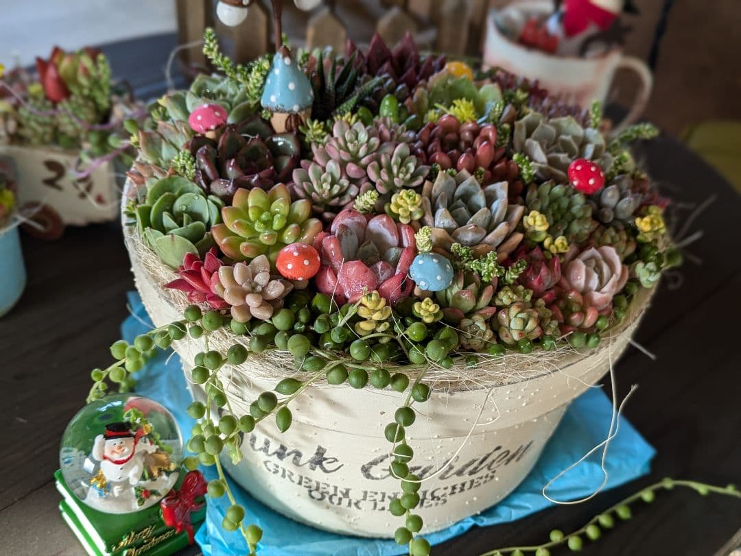多肉植物 そのまま飾れる 大きな寄せ植え Χ’mas 雪だるまスノードーム付☆★
