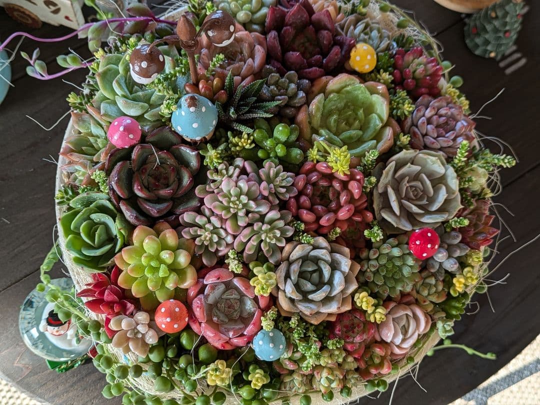 多肉植物 そのまま飾れる 大きな寄せ植え Χ’mas 雪だるまスノードーム付☆★