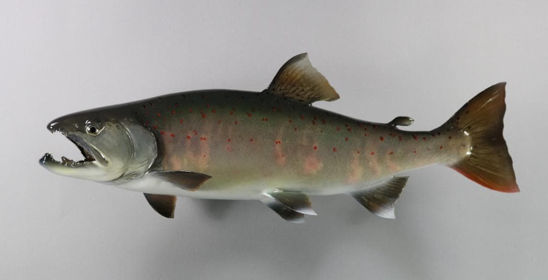 サツキマスの剝製　37ｃｍ　（婚姻色）　銀化アマゴ　魚剥製