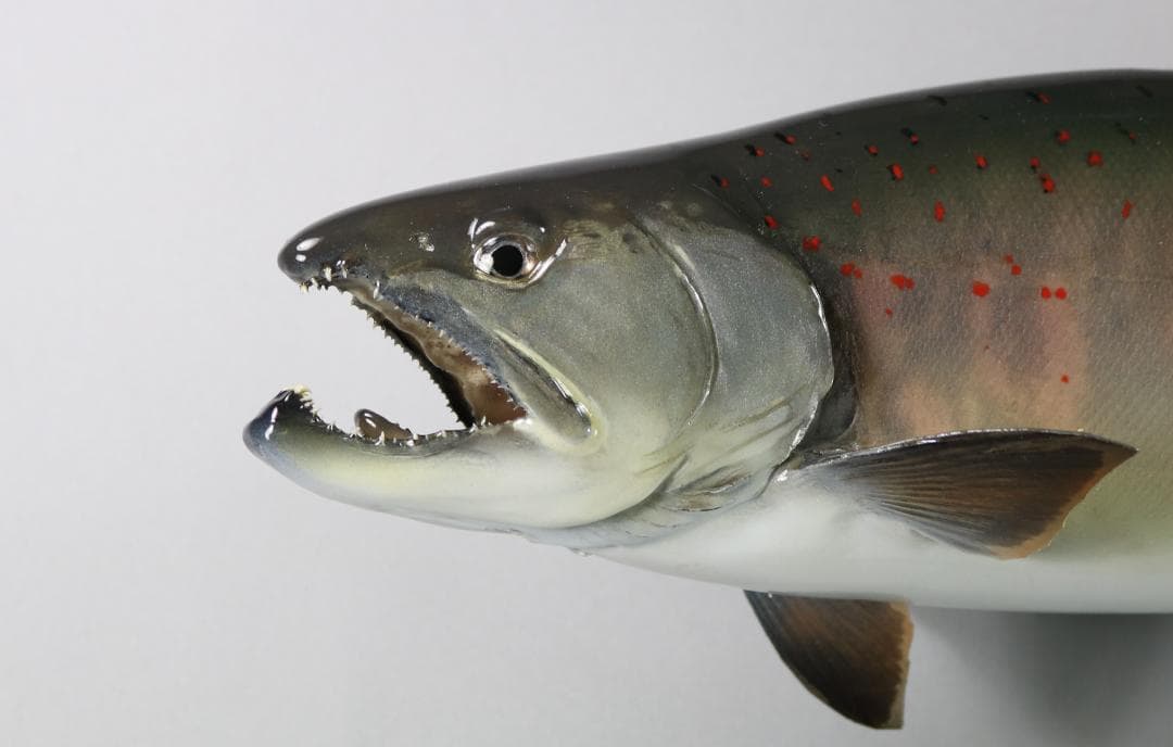 サツキマスの剝製　37ｃｍ　（婚姻色）　銀化アマゴ　魚剥製