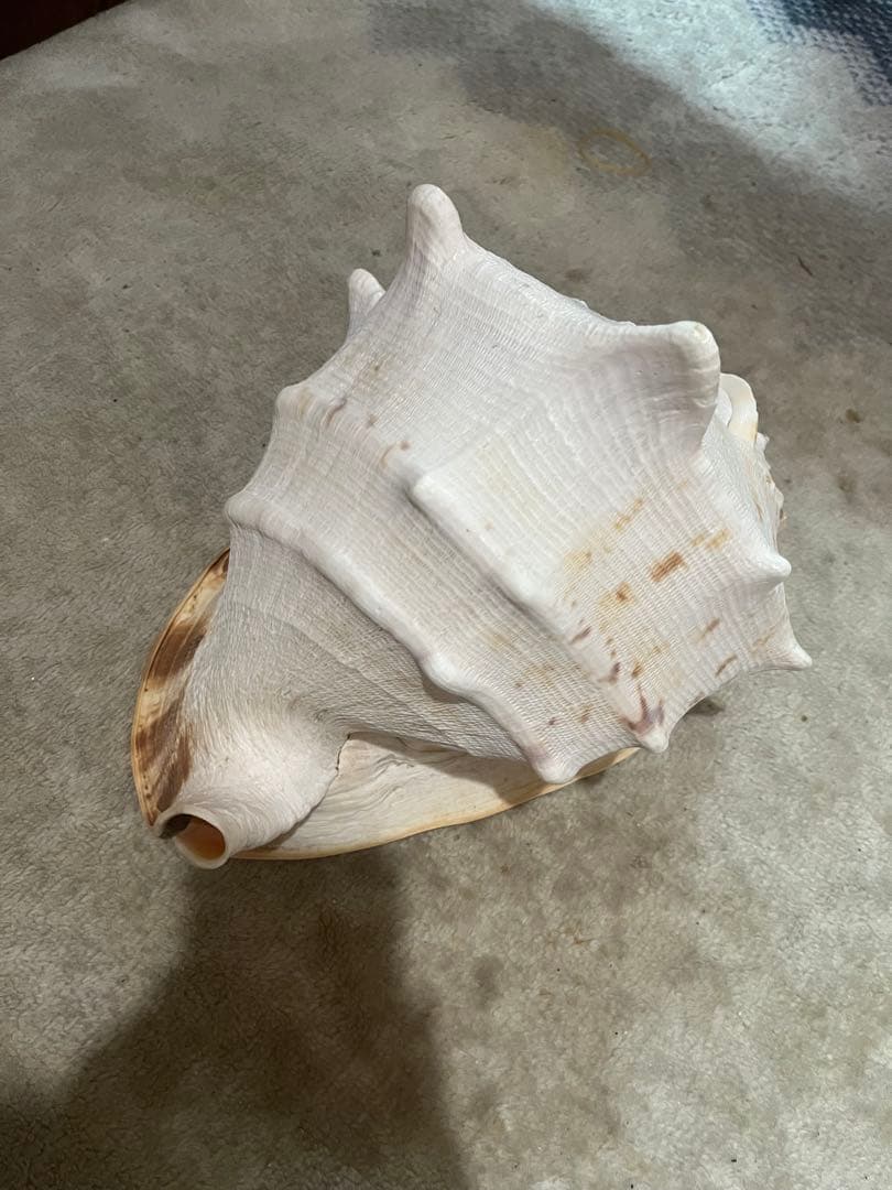 大きな貝、約100歳　約20 × 25 × 20センチ￼