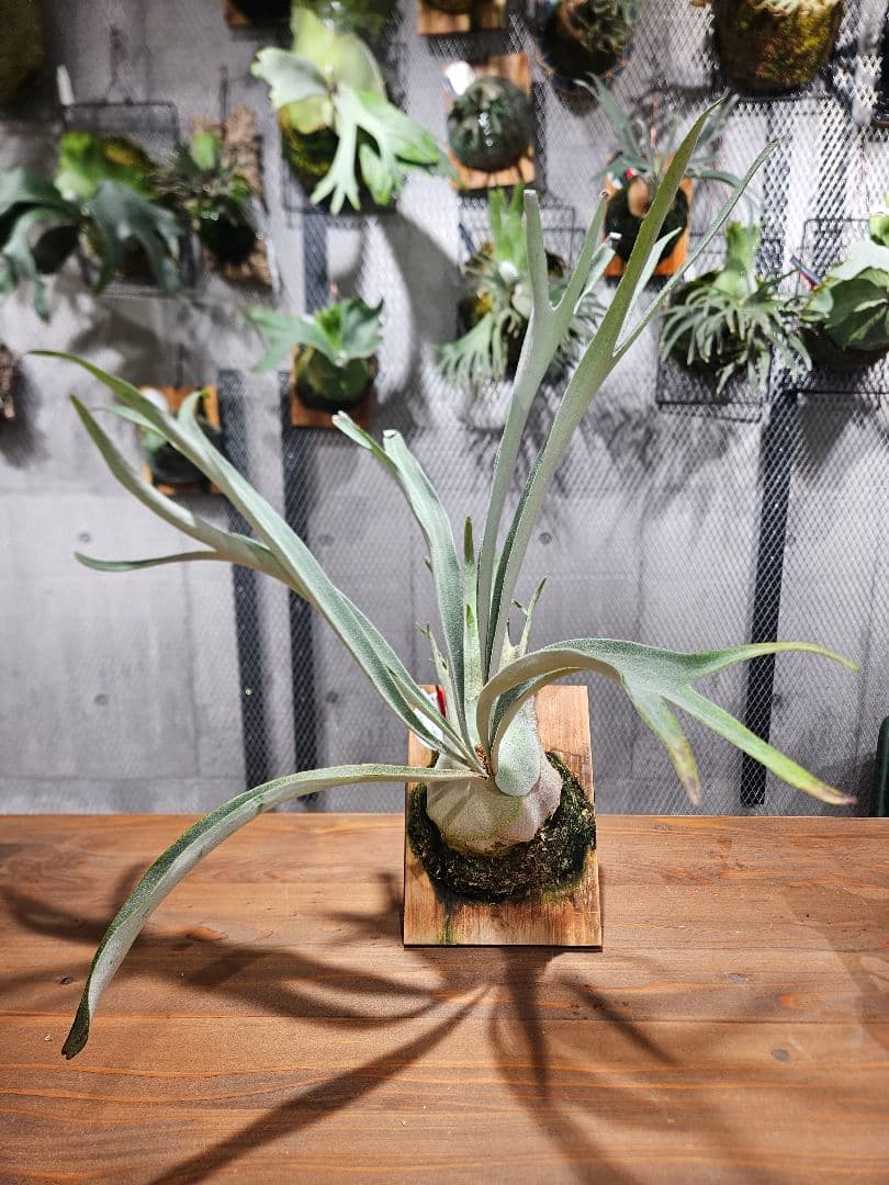 P.AR × P.willinckiicv.SailorMoon Select