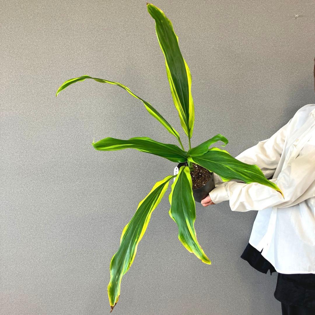 超希少❗️コルジリネ　オウシックドリーム　✨